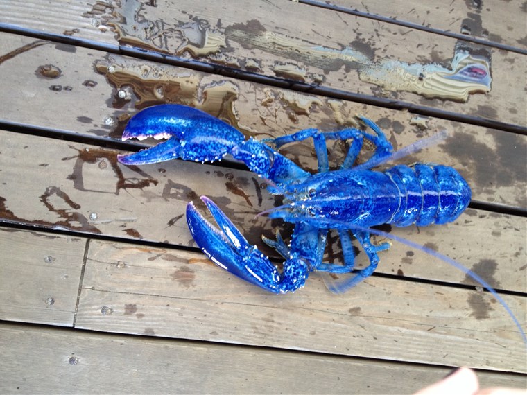 Blau Lobster