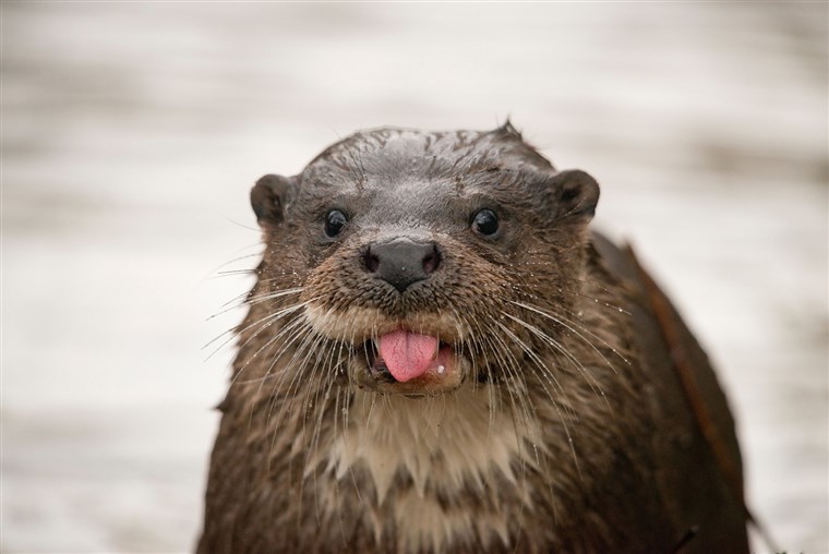 BILD: Otter with tongue sticking out