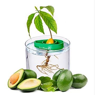авокадо Tree Starter Kit