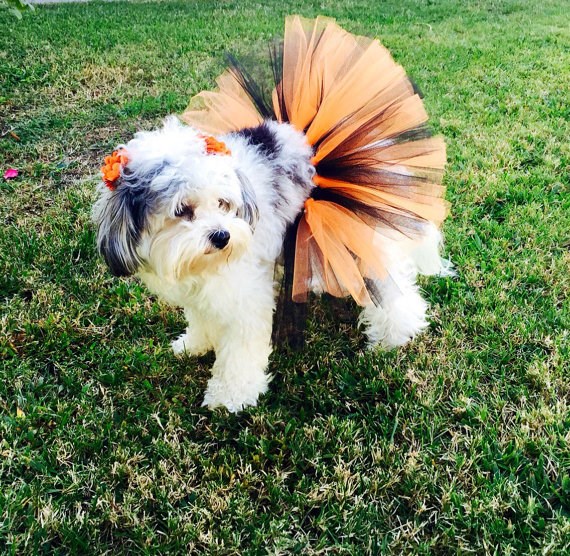 Tutu dog Halloween costume