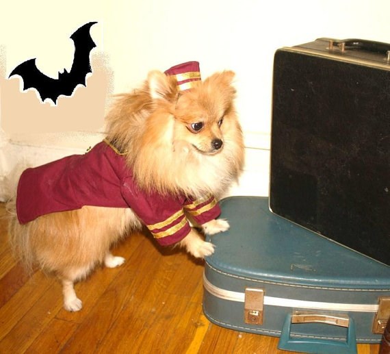 Hotelpage dog Halloween costume
