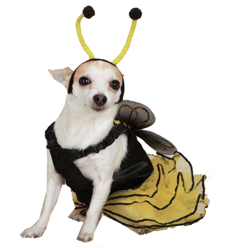 пчела dog Halloween costume