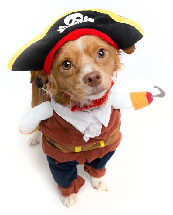 Pirat dog Halloween costume