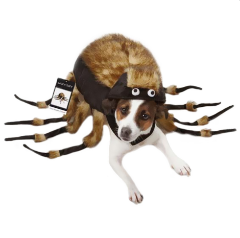 тарантул dog Halloween costume