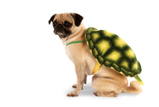 Schildkröte dog Halloween costume