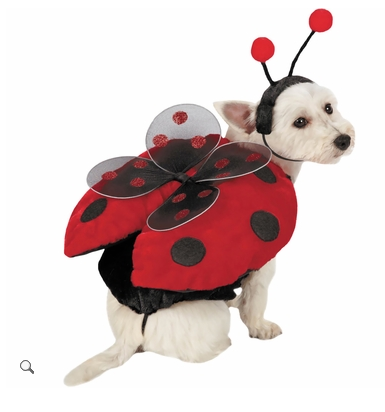 Marienkäfer dog Halloween costume