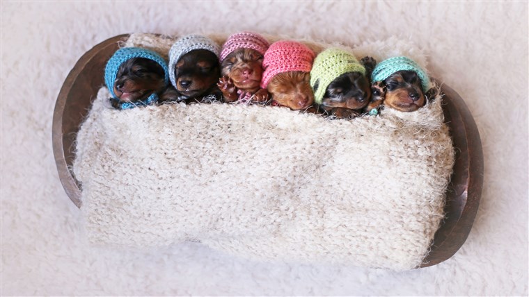 горд Dachshund Mom Poses For Photoshoot With Her Newborn Pups