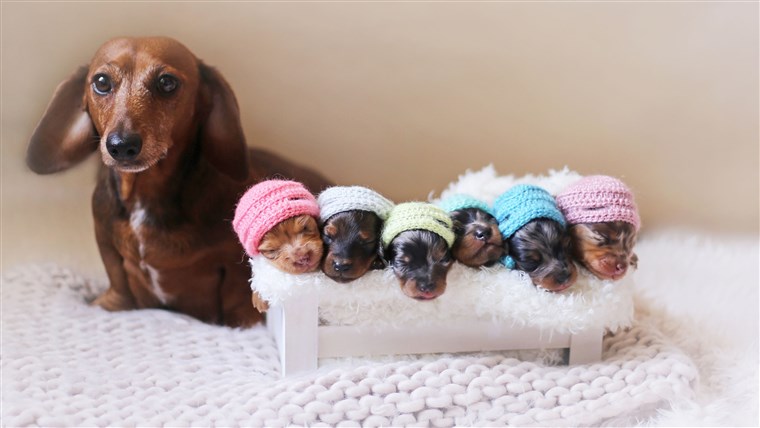 骄傲 Dachshund Mom Poses For Photoshoot With Her Newborn Pups