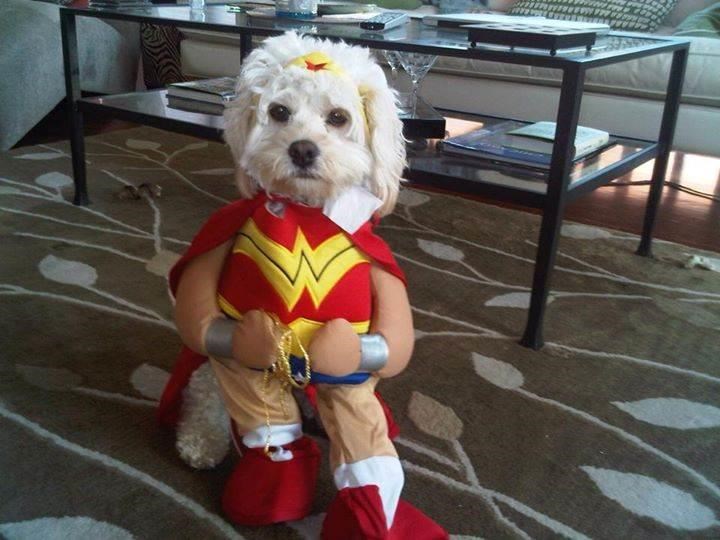 Wunder Woman Dog Halloween Costume