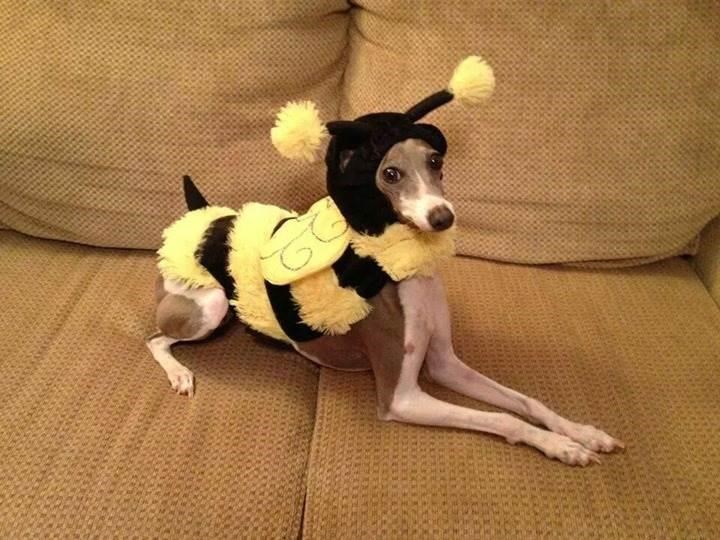 熊蜂 dog Halloween Costume