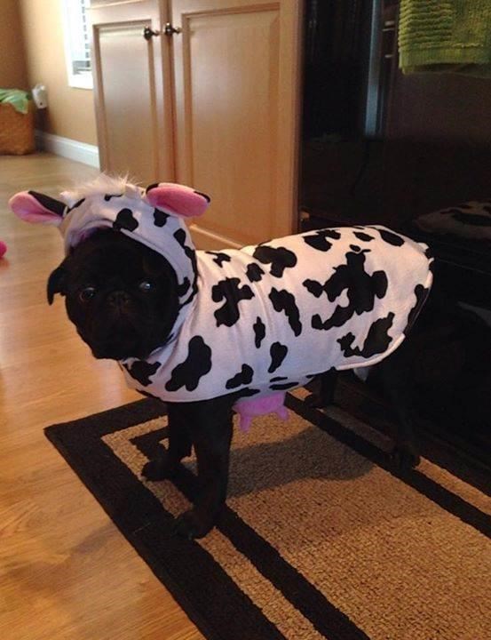 Kráva Halloween Costume for pets: dogs and cat costumes