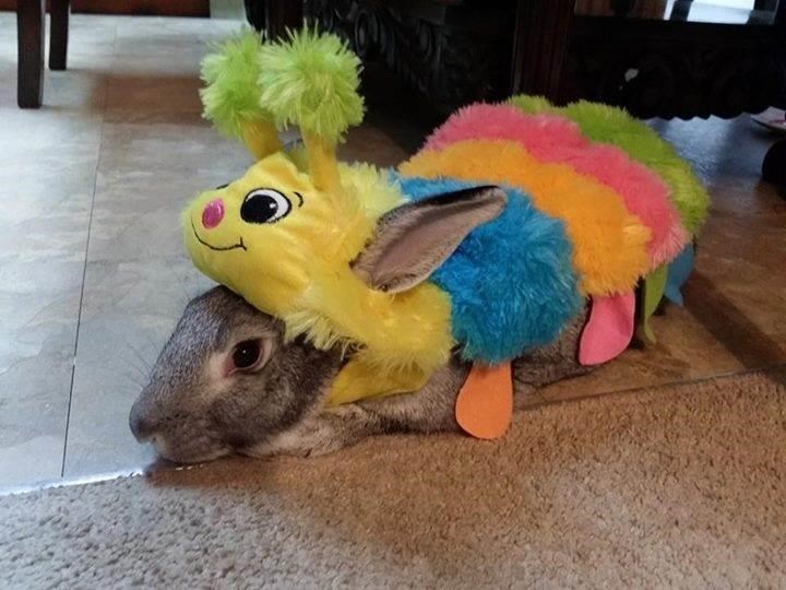 Raupe Halloween costume for pets: dogs, cats, rabbits