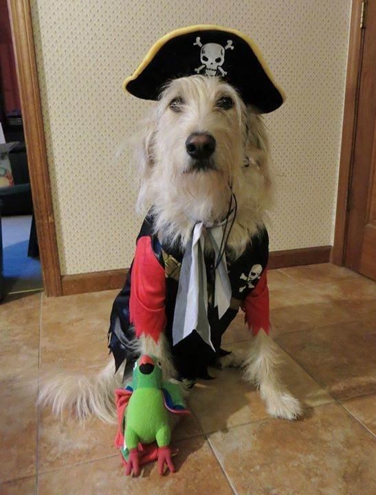 Pirat Halloween costume for pets: dog and cat costumes