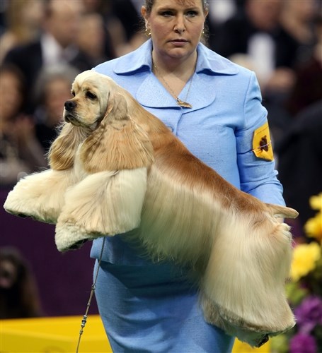 معالج Stacy Dohmeier carries Tucker, an A.S.C.O.B Cocker Spaniel, Feb. 12, at the Westminster Kennel Club Dog Show.