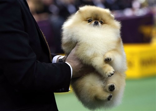 一个 Pomeranian is carried by its handler to be judged during competition in the Toy Group at the 137th Westminster Kennel Club Dog Show, Feb. 11.
