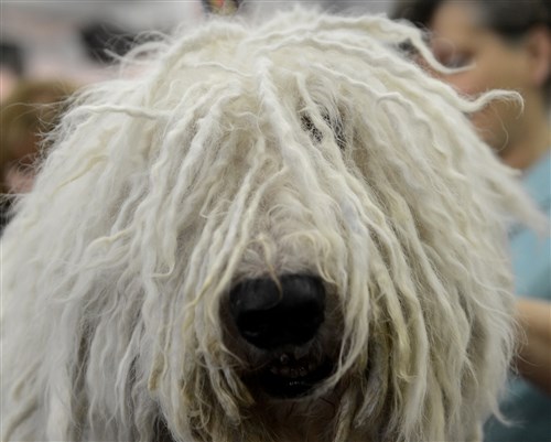 巴里， a Komondorok, at the Westminster Kennel Club Dog Show, Feb. 12.