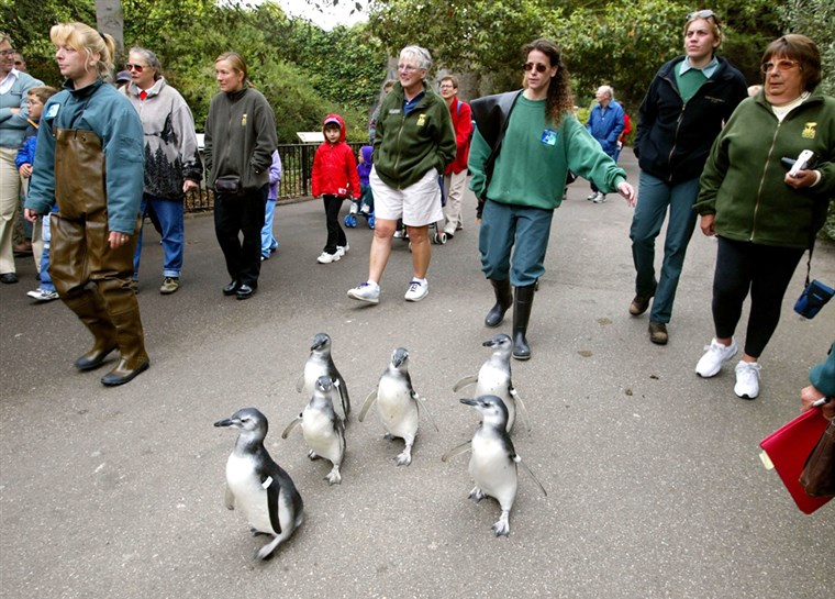 Magellan penguin chicks waddle through the San Francisco Zoo.