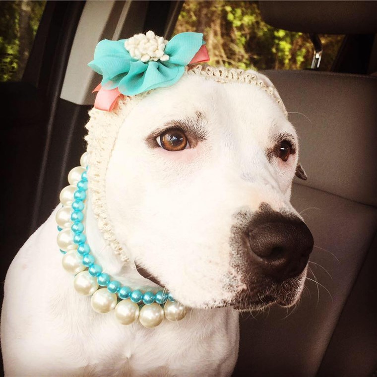 Abigail the pit bull with headbands