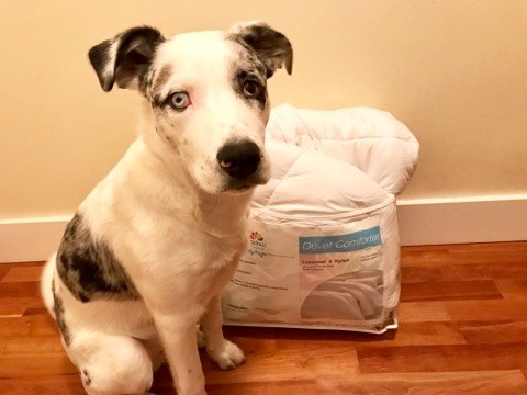 تساوي الليل والنهار alternative comforter in package with dog for scale