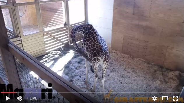أبريل the pregnant giraffe
