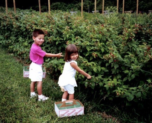 蒂娜 Nocera's kids go berry-picking