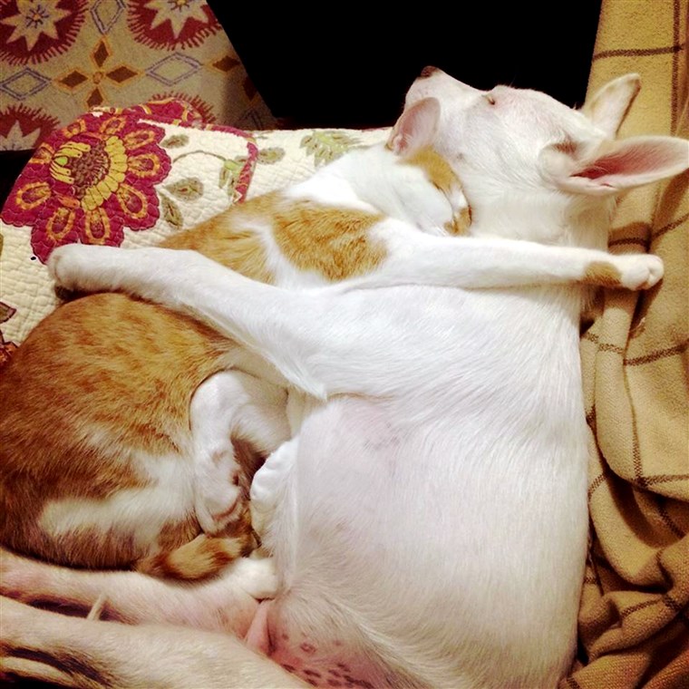 南瓜 the cat and Winnie the dog were adopted from different shelters, but now they are family.