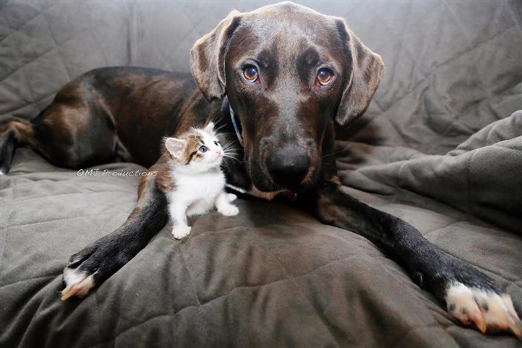 哈雷奎恩 the dog and Memphis the kitten were both adopted from Brooklyn's city shelter.