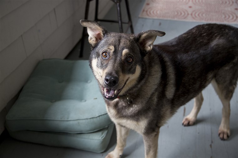埃里卡's dog, Jake, loves to be with the family while they are on the porch. 
