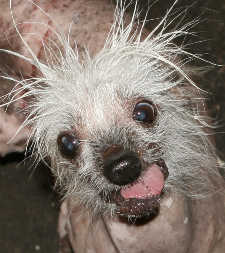 مارس 2006 Sunnyvale, Ca. USA Here is some info on Rascal, “The World’s Ugliest Dog”. Rascal, The only living and competing Ugly dog to hold the cov...