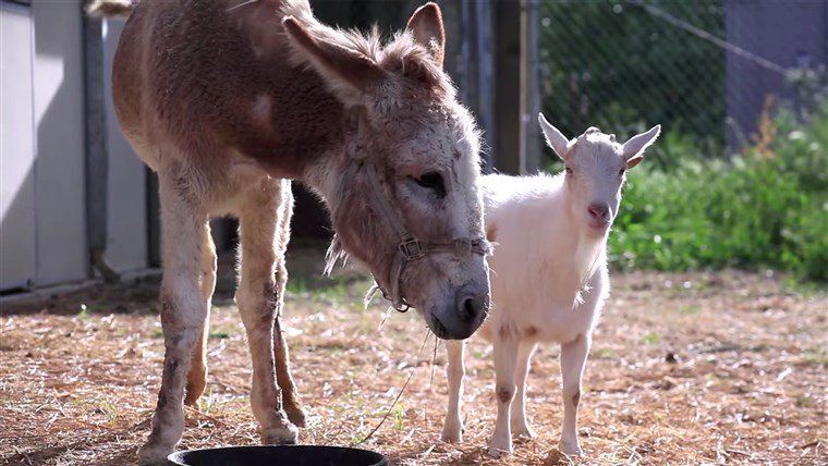 图片： Jellybean the burro and Mr. G the goat reunited at an animal sanctuary