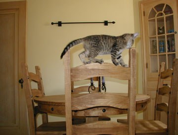 明尼哈哈 the cat walks on back of wooden chair 