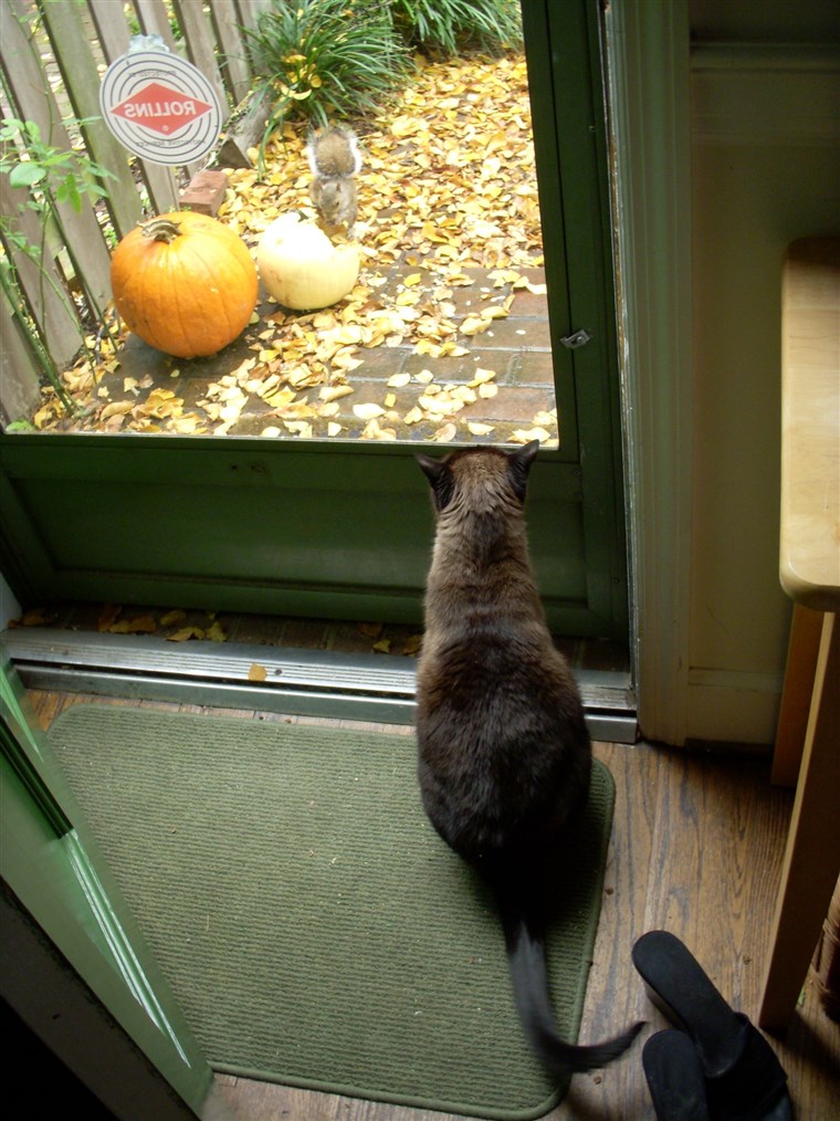 尼基塔 the cat looking out door at a squirrel