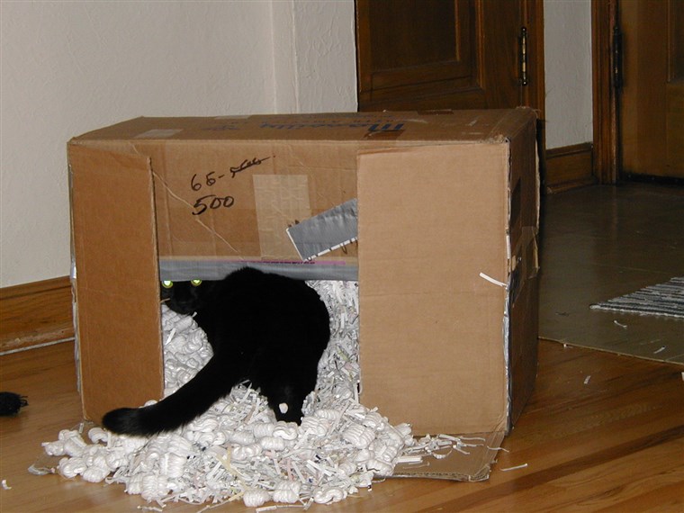 爱丽丝 the cat in a box