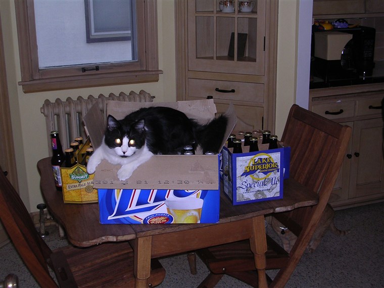巴克 the cat in a beer box