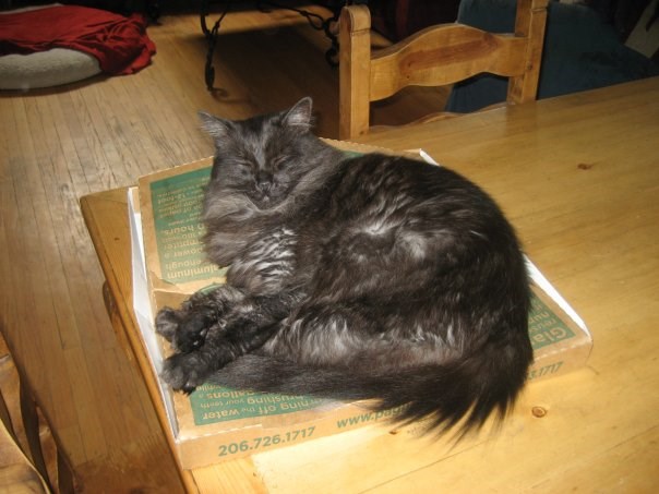 迭戈 the cat on pizza box