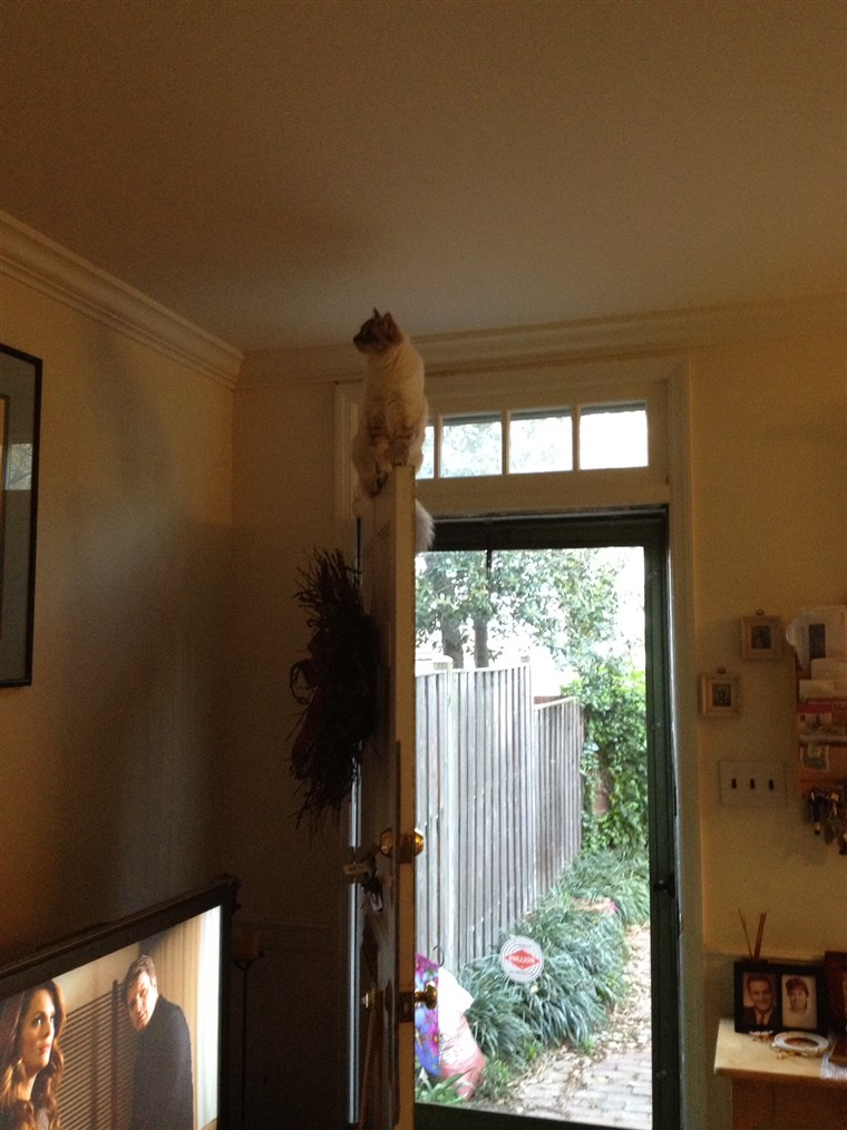 阿里亚 the cat perched on top of a door