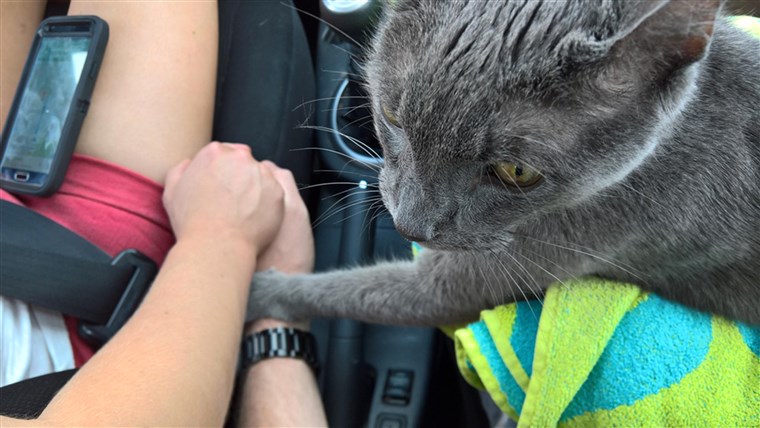 وفاة cat 'holds owner's hand' on final trip to vet.