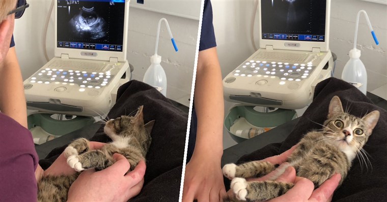 Schwanger cat takes funny ultrasound photos