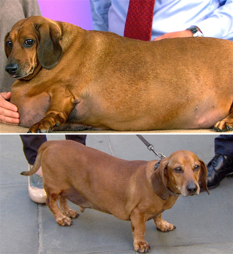 奥比 the dachshund showed off his newly-svelte physique on TODAY after undergoing a remarkable transformation, shedding 54 pounds from his peak of 77 pounds in 2012.