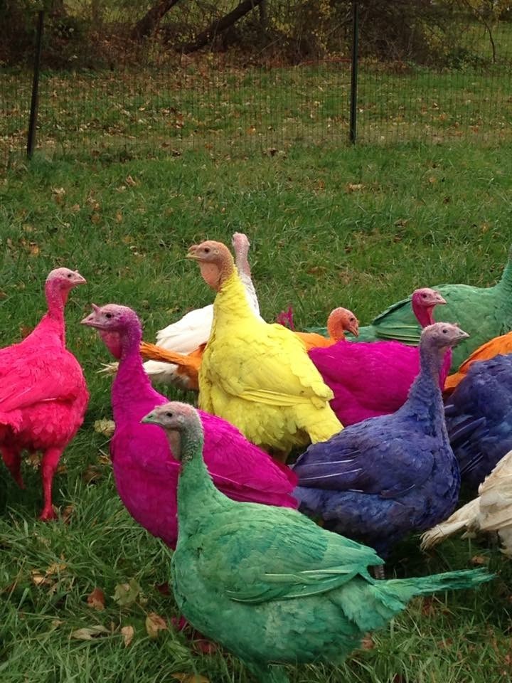 farbig turkeys