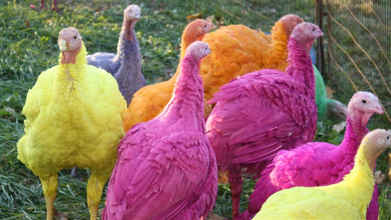 Farbig turkeys