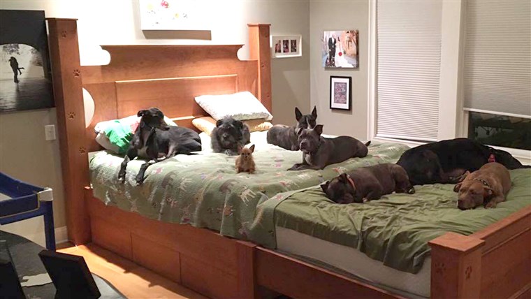 一对 who built a giant bed so they could sleep with their many dogs.