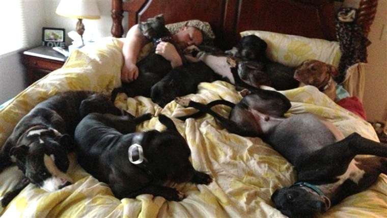 一对 who built a giant bed so they could sleep with their many dogs.