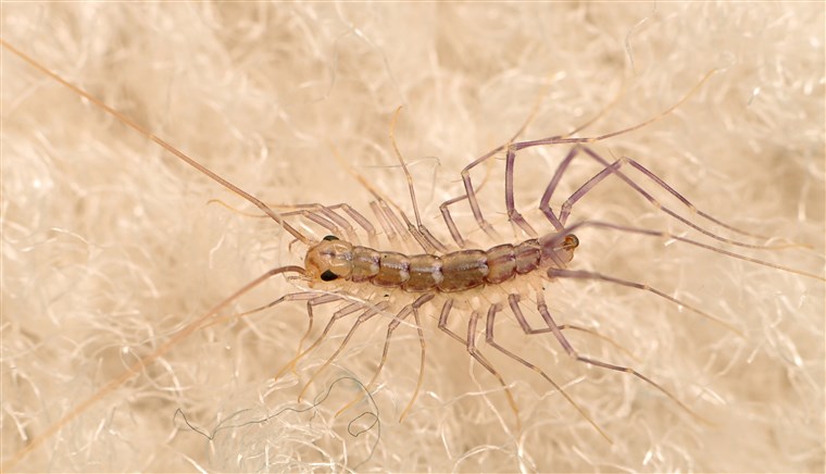 منزل centipedes are harmless and will try their best to avoid humans. They're extremely fast and active hunters, especially enjoying cockroaches and flies for meals.