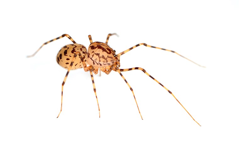 ا spitting spider spits a venomous silk on their prey, tying it up so the spider can delicately bite the food item.