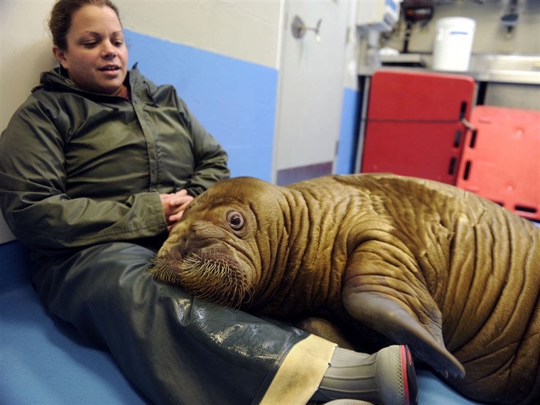 Шона Gallagher of the Indianapolis Zoo spends time with Pakak, one of the two orphaned walruses that was cared for by the Alaska SeaLife Center in recent months. Like most baby walruses, Pakak and Malik enjoy human affection and cuddling up.