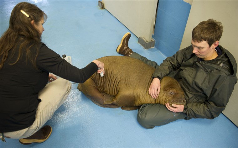 Д-р Carrie Goertz of the SeaLife Center examines Mitik with ultrasound equipment. The baby walruses were bottle fed throughout their stay at the center.