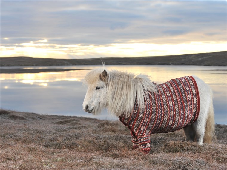 العمل it: Fivla the Shetland pony dazzles in a sweater made from the wool of Shetland sheep. Shetland knitter Doreen Brown designed the custom look.