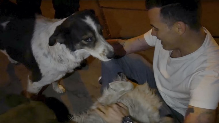 Steve-O rescued street dog in Peru
