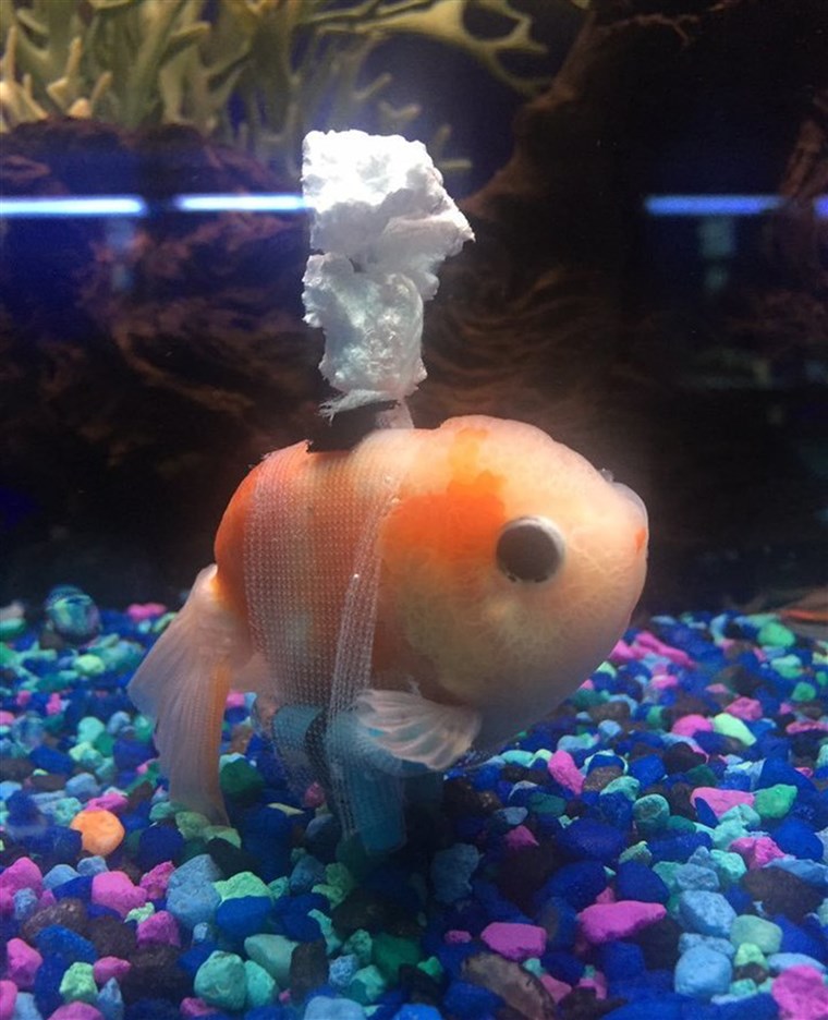 这个 goldfish was having buoyancy problems so his person concocted a goldfish 